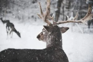 God jul och gott nytt år!